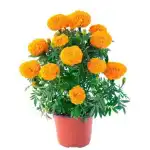 Marigold Plant